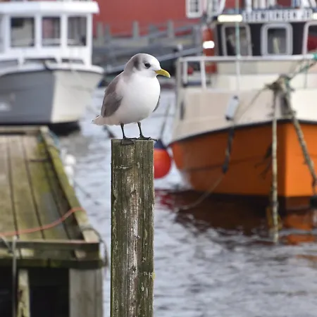 Feriehus Rorbu I Havn *
